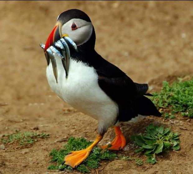 Oxford Mail: Puffin eating lunch by Marian Payne